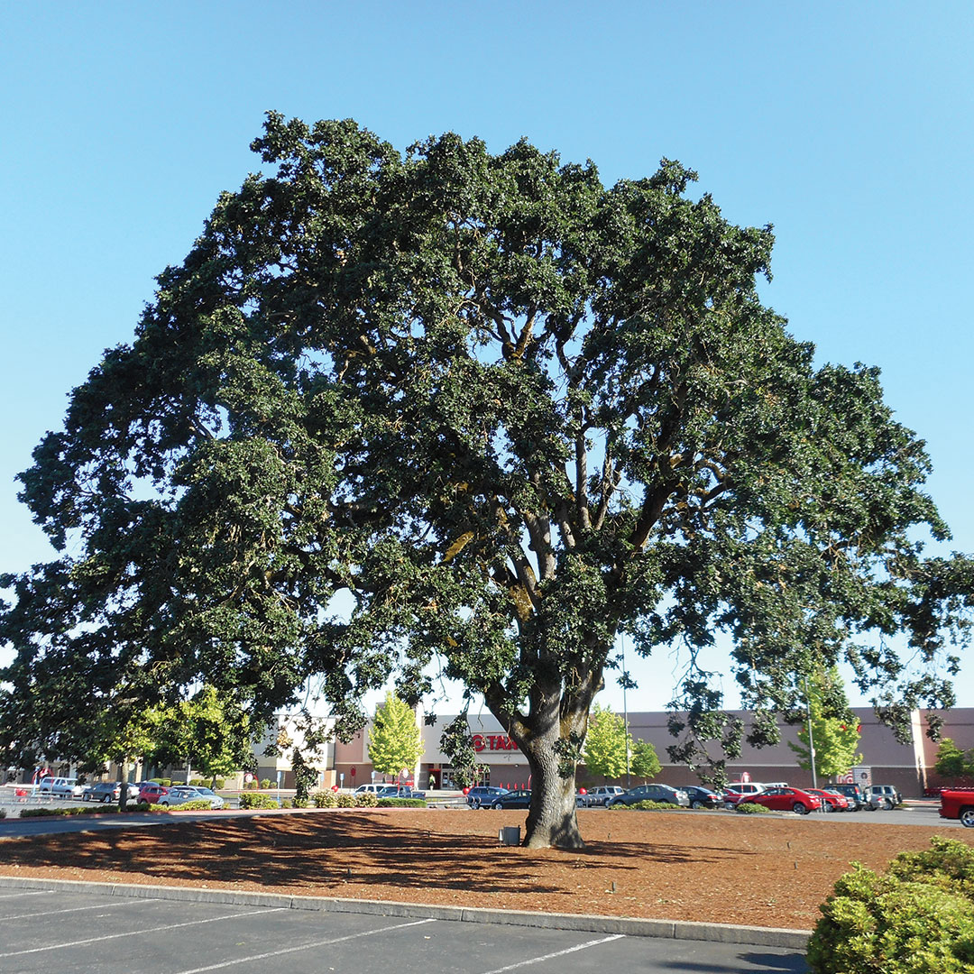 heritage oak