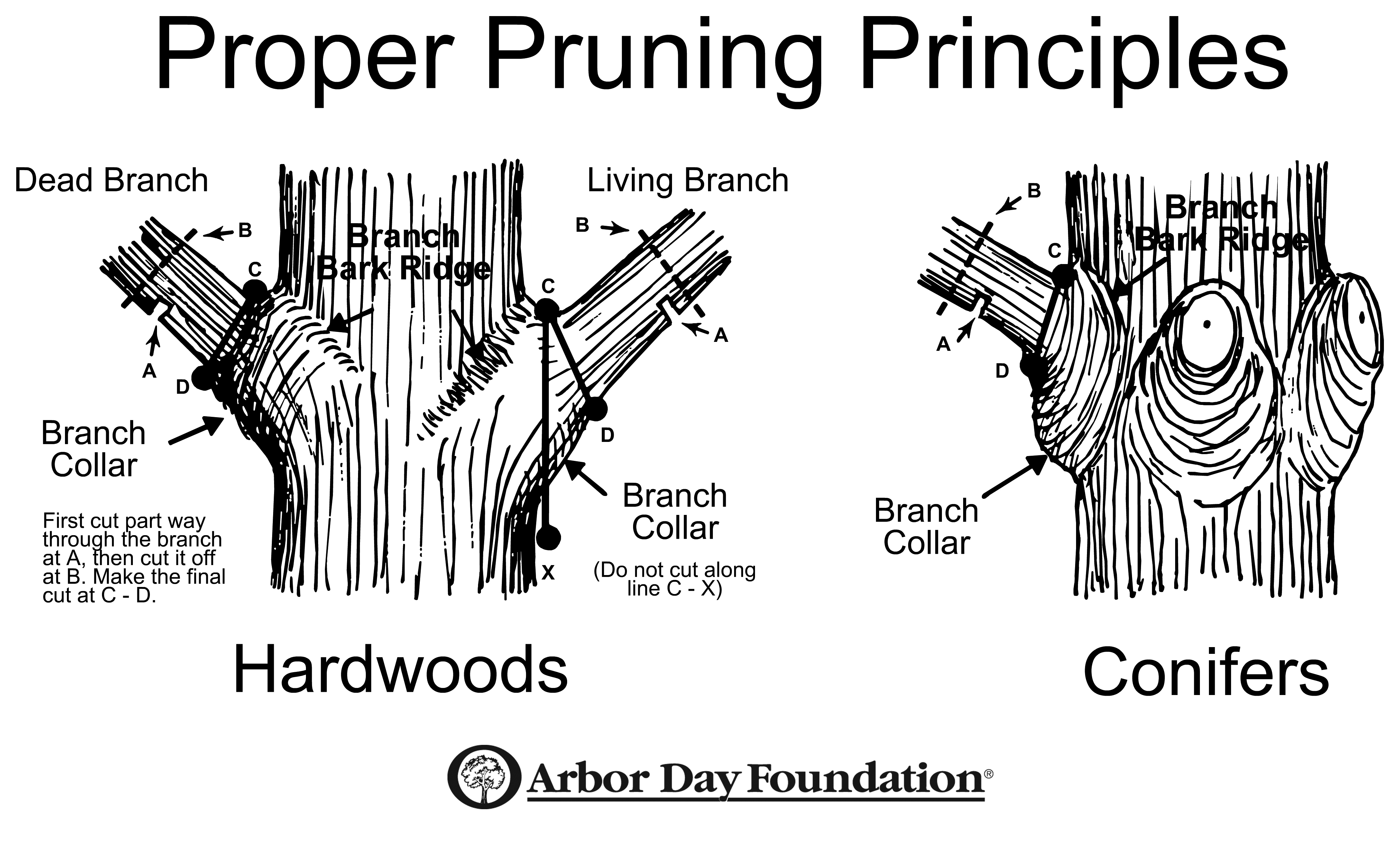 properpruning t